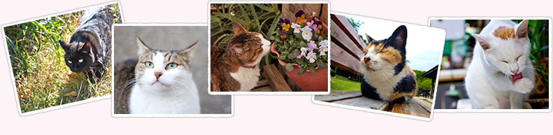 一匹でも多くの猫ちゃんが、たくさんの愛情をもらえますように。猫火葬・葬儀「キャットPaPa」の猫ちゃんイメージ